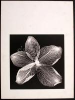 cca 1975 Fotogram, farost lemezre kasírozva, 22x22 cm-es kép 39x29 cm-es fotópapíron
