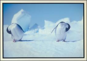 Ross Sea, Adelie penguins, Antartica(pingvinek az Antarktiszon), színes fotó, hátoldalon feliratozva, 21x30 cm