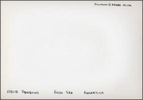 Ross Sea, Adelie penguins, Antartica(pingvinek az Antarktiszon), színes fotó, hátoldalon feliratozva...