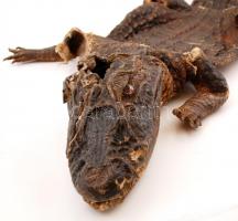 Kajmán, szétszedett preparátum, megviselt állapotban, h: 150 cm