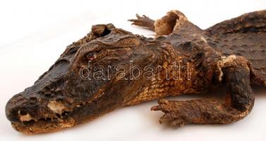 Kajmán, szétszedett preparátum, megviselt állapotban, h: 150 cm