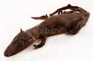 Kajmán preparátum, közepes állapotban, h: 36 cm