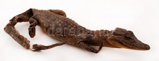 Kajmán preparátum, közepes állapotban, h: 36 cm