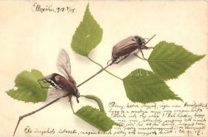 Cockchafer, May bug; Farbenlichtdruck v. Martin Rommel 517.