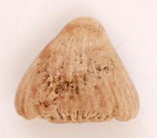 Cápafog őskövület, műanyag dobozban