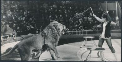 cca 1960 Az idomítás művészete, jelzetlen fotó, 12x24 cm