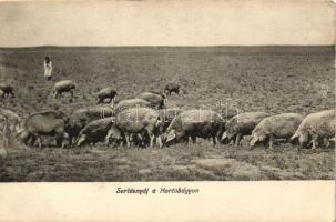 Hortobágy, sertésnyáj (EK)