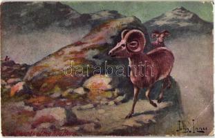 5 db RÉGI motívumlap, vegyes minőség; vadász / 5 old motive cards, mixed quality; hunter