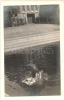 Budapest XIV. Állatkert, viziló, photo