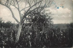 Szőreg, Szeged, erdő, szőlő ültetvény