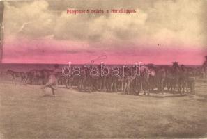 Hortobágy, Pányvavető csikós (EK)