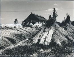 cca 1970 A Velencei-tó természeti kincse, 3 db fotó a nádasról, 14x24 cm és 18x24 cm