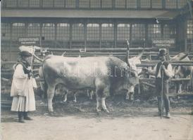 cca 1910 Tenyészállat verseny. A pusztahídvégi Szatmári püspökség szürkemarhái és kondások 23x17 cm