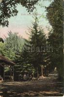 Ránkfüred, erdei fenyves sétány, Polányi Dezső felvétele, Alexander Samu kiadása /