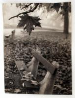 cca 1965 Darkó István: Ősz, matricával jelzett, feliratozott vintage fotóművészeti alkotás, 40x30 cm