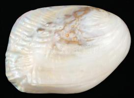 Gyöngyház kagyló benne amorf gyöngyképződményekkel, 16x11 cm