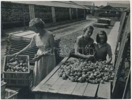cca 1960 Szeged, paprikaválogatás a Haladás Termelőszövetkezetben, feliratozott fotó, 18x24 cm