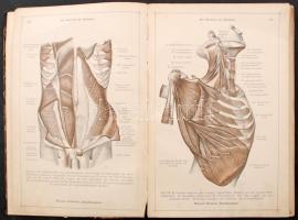 Anatomischer Atlas für Studierende und Ärzte. 1-6. köt. Berlin - Wien, 1908-1908, Urban & Schwar...