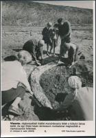 cca 1960-1980 Ásatások, érdekes természeti felfedezések, 3 db MTI fotó, különböző méretben