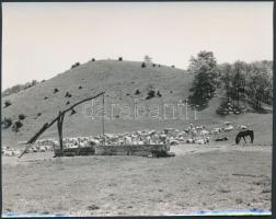 Pihenő szarvasmarhák a gémeskútnál, 3 db fotó, 11,5x15 cm