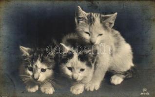 Cats series - 3 old postcards