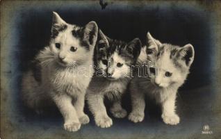 Cats series - 3 old postcards