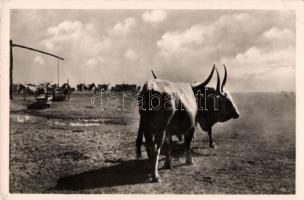 Bugac-puszta, Bikagulya (EB)