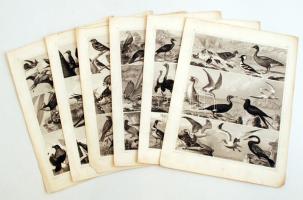 cca 1880 6 db madarakat ábrázoló fametszet / Birds wood-engravings 32x25 cm