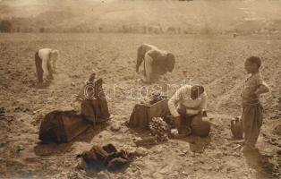 Tobacco plantation in Macedonia, folklore, photo (fa)
