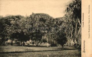 Bogor, Buitenzorg; botanical garden, plantation