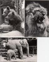 Állatkerti fotók, 8 db, az egyik szakadt, 15x10 cm