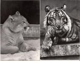 Állatkerti fotók, 8 db, az egyik szakadt, 15x10 cm