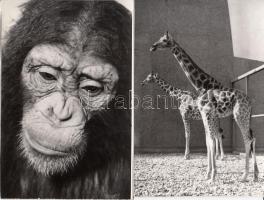 Állatkerti fotók, 8 db, az egyik szakadt, 15x10 cm