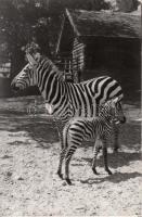 Állatkerti fotók, 8 db, az egyik szakadt, 15x10 cm