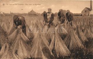 Kortrijk, Courtral; tying sheaves