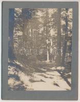 cca 1910 Trencsénteplic park, keményhátú fotó, verzón feliratozva, 11x8cm