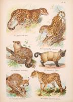 Votteler, Chr., Schleyer, A.: Die Säugetiere der Erde
Fürth I. B. cca 1890. Löwensohn. 169 képpel é...