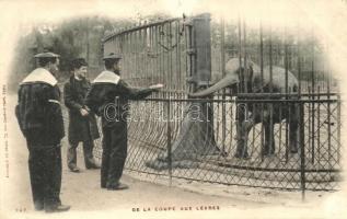 De la coupe aux Levres / French navy sailor in the Zoo, elephant (EK)