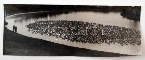 cca 1960 Krisch Béla (Kecskemét): Libák, pecséttel jelzett vintage fotóművészeti alkotás a szerző hagyatékából, 14x38 cm