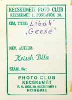 cca 1960 Krisch Béla (Kecskemét): Libák, pecséttel jelzett vintage fotóművészeti alkotás a szerző ha...