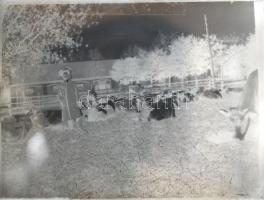 cca 1930 Mosonmagyaróváron készült 30 db negatív felvétel üveglemezen, tájképek, épület felvételek, városképek, stb.,  9x12 cm