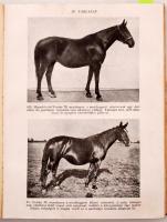 Hámori Dezső dr.:Lótenyésztés. 93 képpel, és 9 melléklettel. Bp.,1946, Athenaeum. Félvászon kötésben