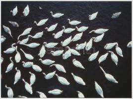 cca 1990 Ujhelyi István (1936-2003): Hattyúk tava, pecséttel jelzett vintage fotóművészeti alkotás, 18x24 cm