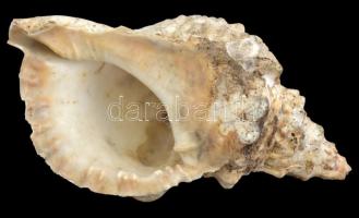 Nagyméretű tengeri csigaház