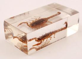 12 db ízeltlábú műanyagba öntve, zárható műanyag tokban, 28×22 cm