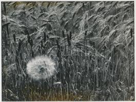 1975 Gebhardt György (1910-1993): Kalászok, aláírt vintage fotóművészeti alkotás, 18x24 cm