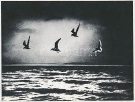 1988 Gebhardt György (1910-1993): Sirályok, feliratozott vintage fotóművészeti alkotás a szerző hagyatékából, 18x24 cm
