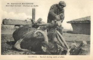 Thessaloniki, Salonica; Farrier shoeing a buffaloo (cut)