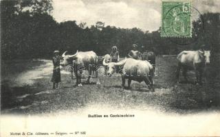 Buffles en Cochinchine / Buffalos in Cochinchina TCV