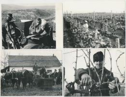 cca 1970-1980 Szüreti életképek, közte hátoldalon feliratozott MTI sajtófotókkal, 8 db, 10,5x9 cm